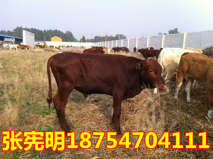 小牛犊最新价格揭秘，友情与陪伴的温馨故事开启