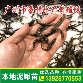 台湾泥鳅最新行情与小巷美食探索，探索美味背后的价格动态