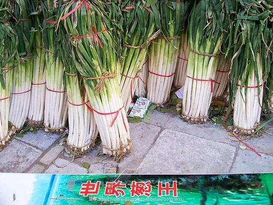 保定大葱最新价格走势