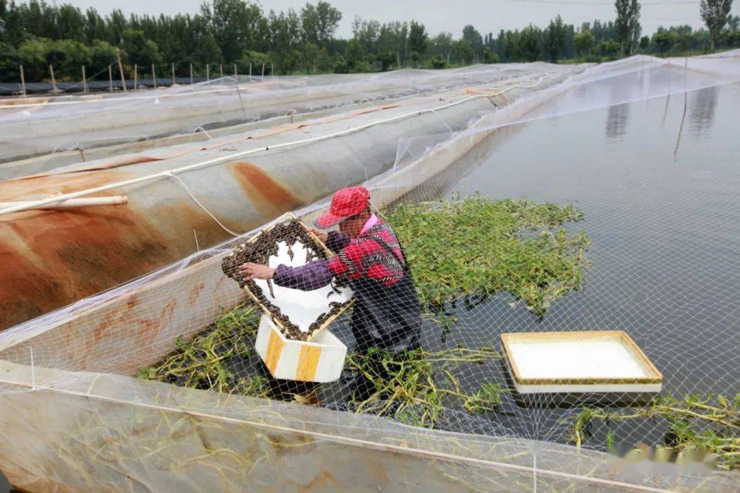 水蛭捕捉器革新技术