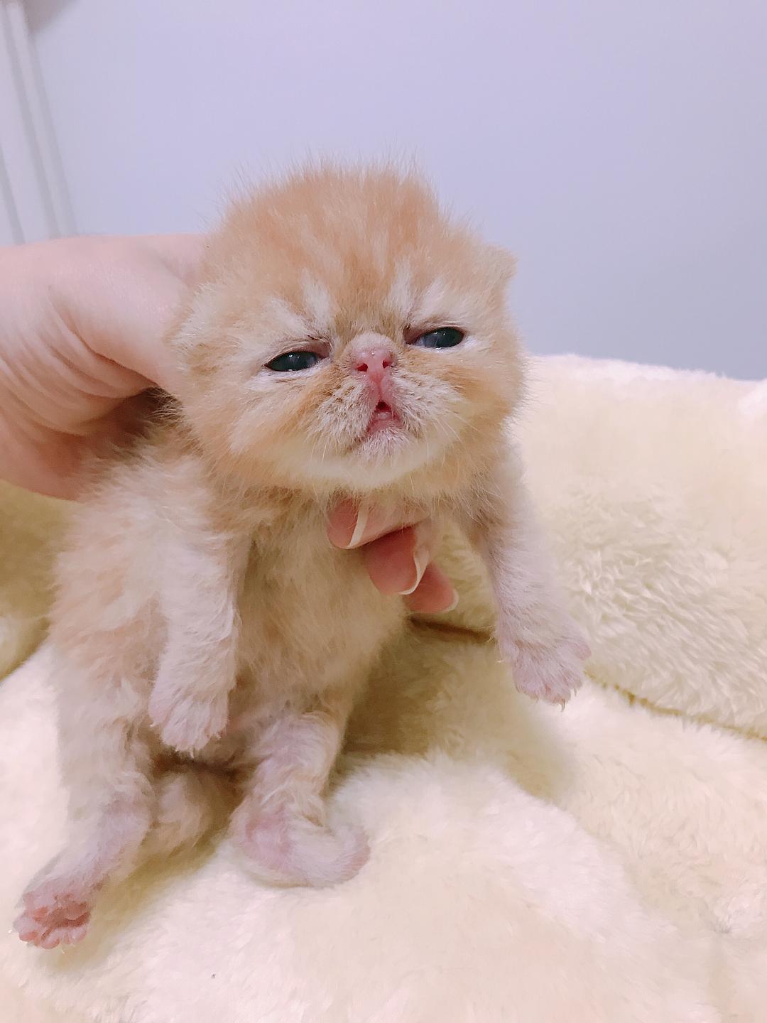 喵咪乐园最新地址揭秘，探索猫咪乐园的新坐标