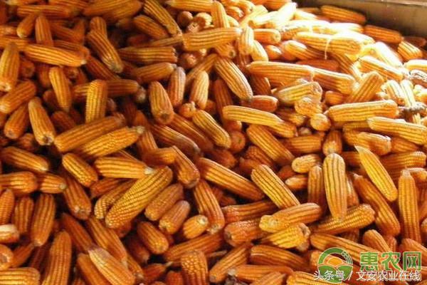 黑龙江省玉米最新价格