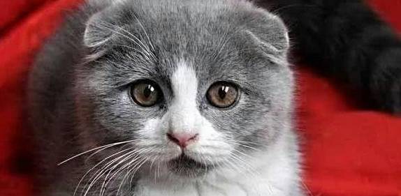 苏格兰折耳猫最新小说