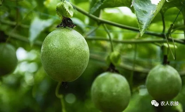 百香果搭架新技术