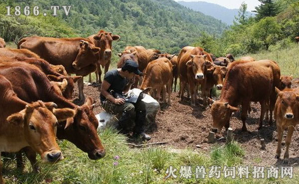 育肥牛最新价格，一场自然探索之旅，寻找内心的平和与宁静