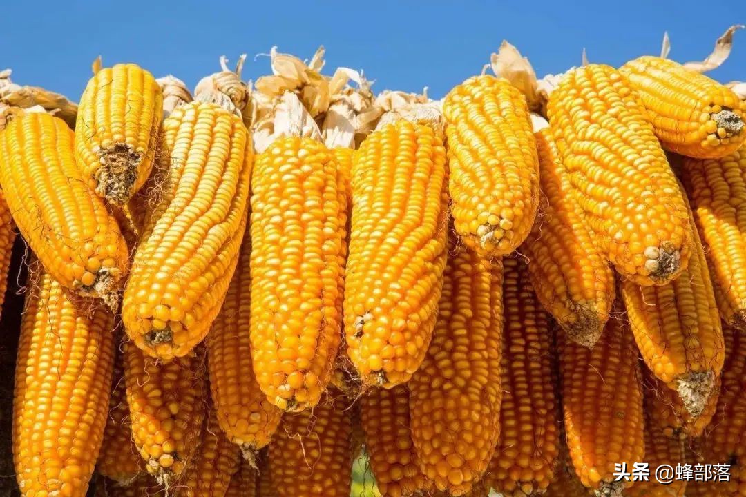 南阳玉米价格最新动态更新