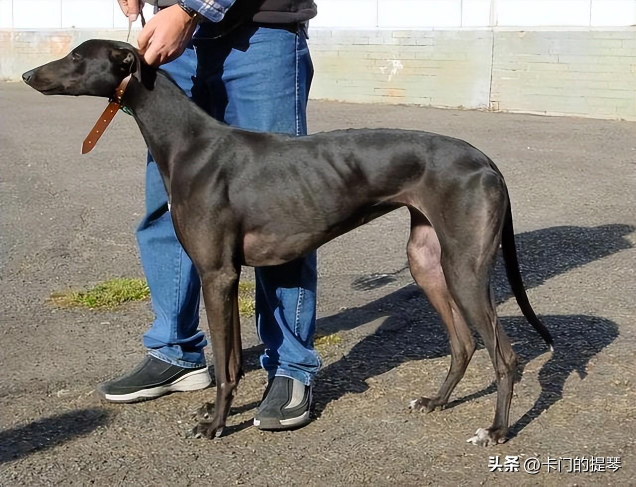 格力犬