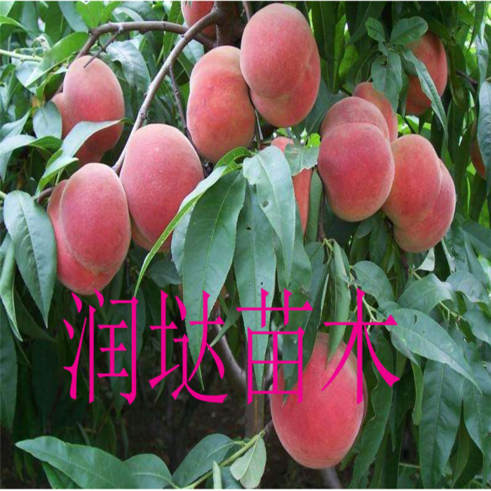 融合创新（或时代印记与园林瑰宝的融合）