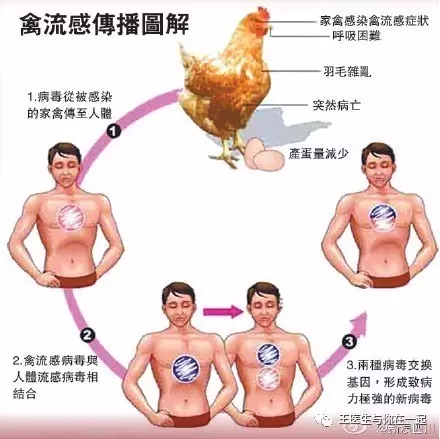 最新禽流感，全面解析，你需要知道的一切🦆