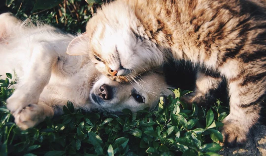猫咪最新在线