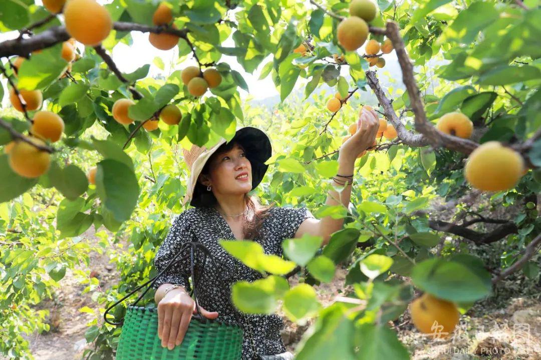 杏子产业最新动态