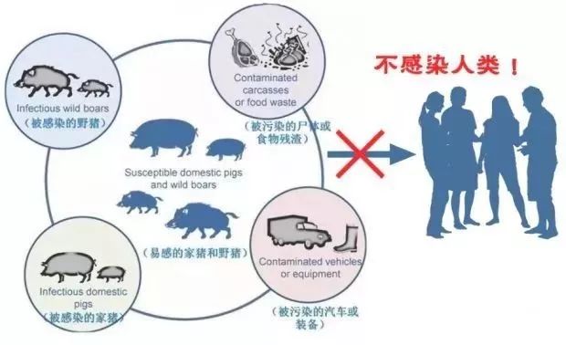 非洲猪瘟最新进展概况